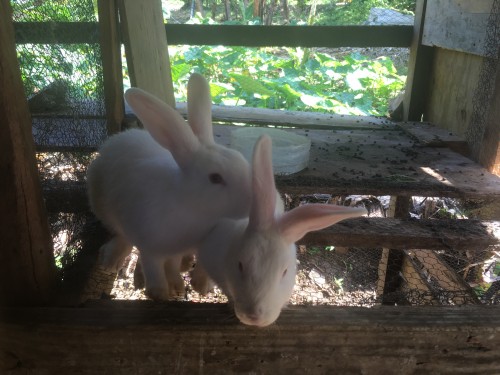 Local Breed Rabbits