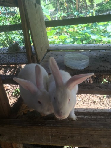 Local Breed Rabbits