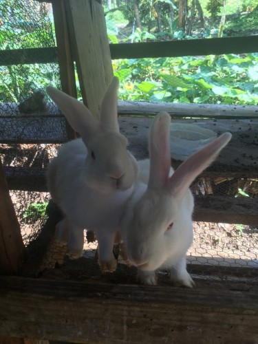 Local Breed Rabbits