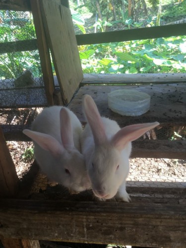 Local Breed Rabbits