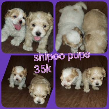 Adorable  Shih-tzu Poodle  Pups