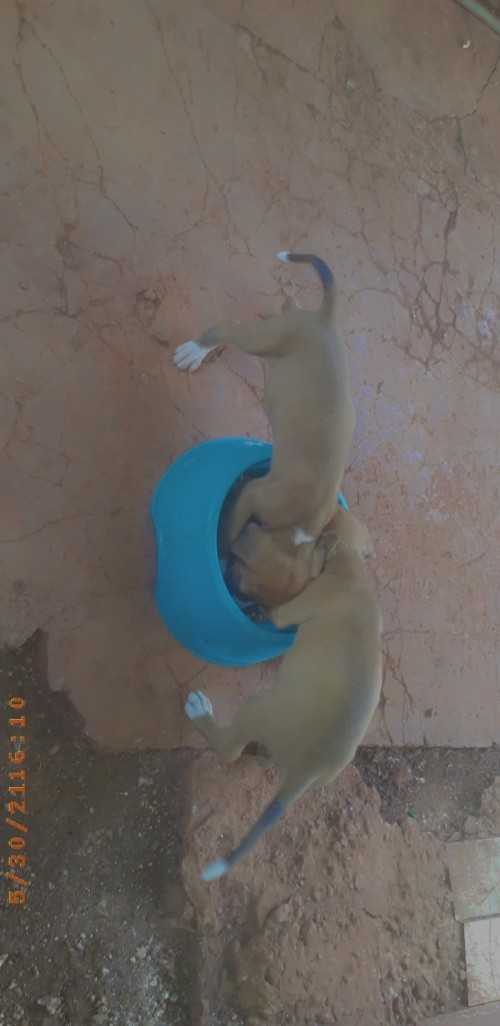 Pitbull X Mongrel Mix Pups