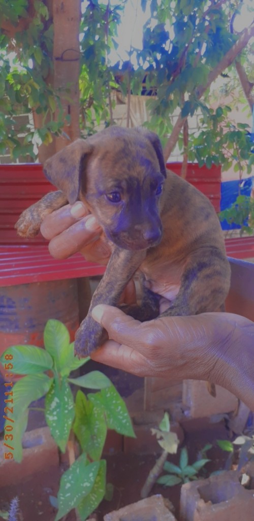 Pitbull X Mongrel Mix Pups for sale in Spanish Town St Catherine - Dogs