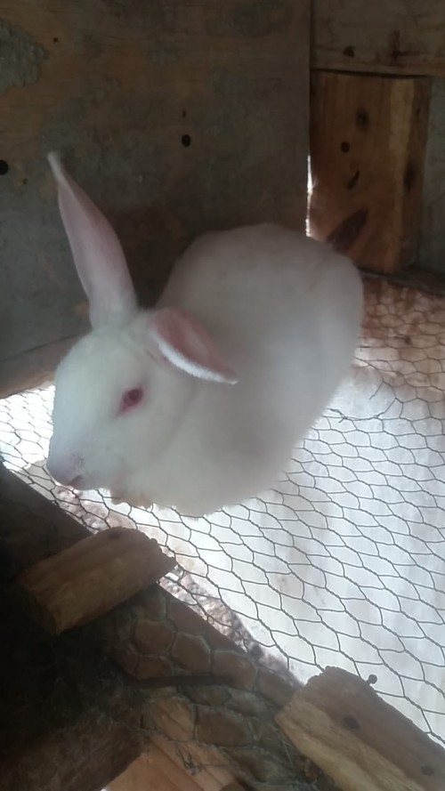 RABBITS FOR SALE IN JAMAICA