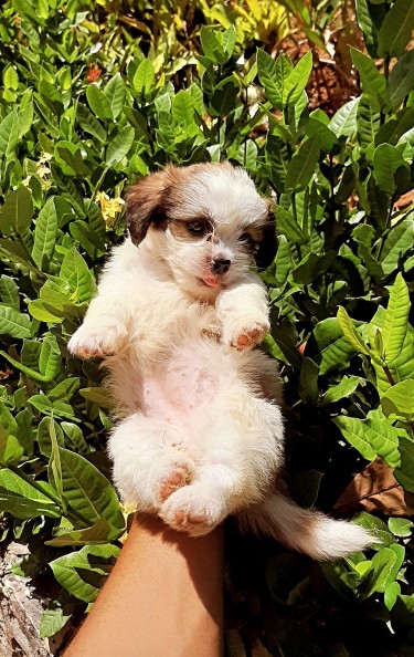 Pomeranian Shih Tzu Puppies For Sale