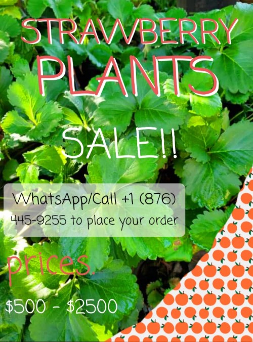 STRAWBERRY PLANTS FOR SALE!