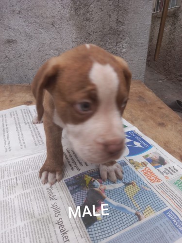 Pitbull Mixed Puppies For Sale