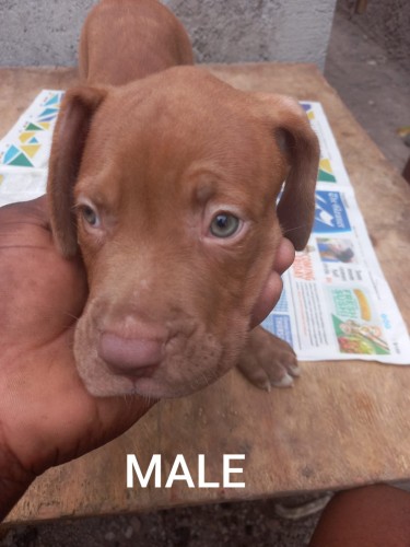 Pitbull Mixed Puppies For Sale