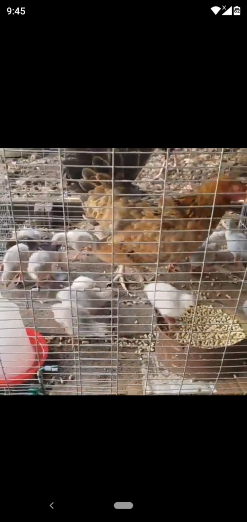 Guinea Chicks 3,000 Each