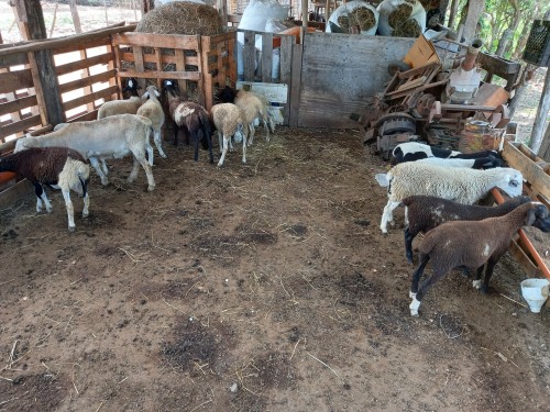 Ram Sheeps