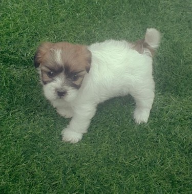 Female Shih-tzu Puppies Available 