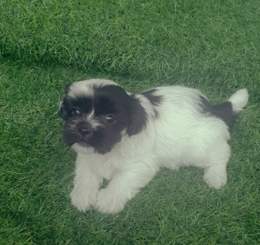 Female Shih-tzu Puppies Available 
