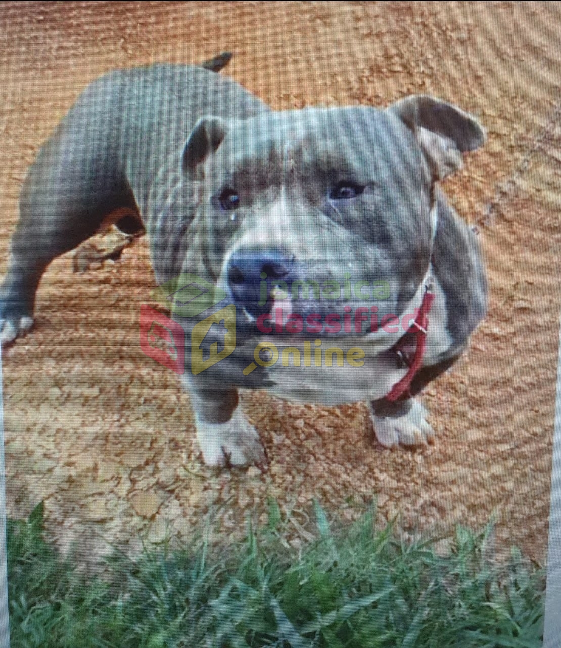 American Bully With Pit Bull Mix for sale in Christiana Manchester - Dogs