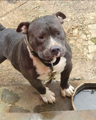 American Bully With Pit Bull Mix 