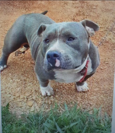 American Bully With Pit Bull Mix 