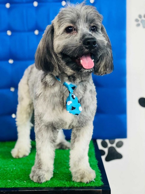 1  Year Old Shih Tzu ( Male ) Up For Stud Service