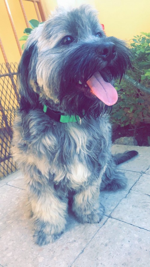 1  Year Old Shih Tzu ( Male ) Up For Stud Service
