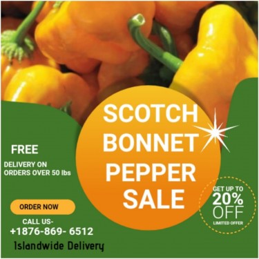 Scotch Bonnet Pepper