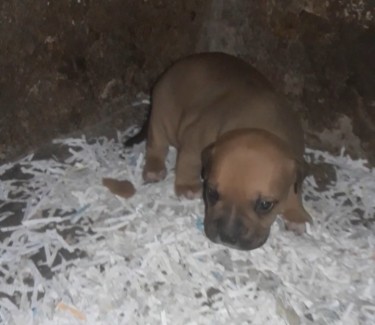 Bulldog Pit Mix Want To Trade For Rottweiler 