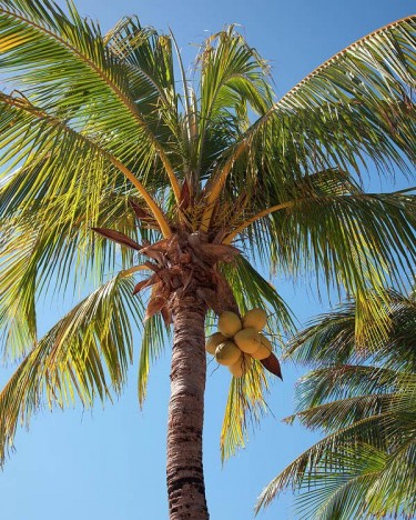 Seeking Coconut Tree Climber