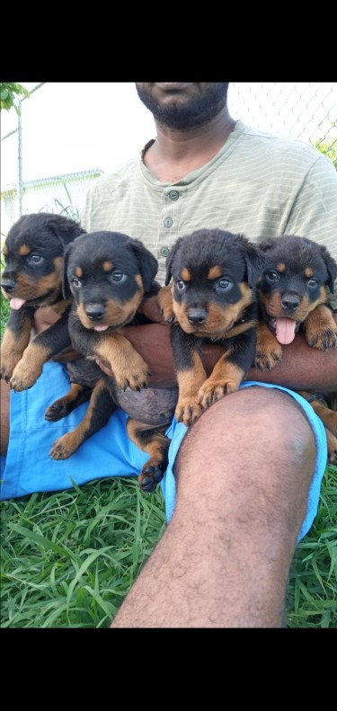 Rottweiler Puppies 6 Weeks Old  4 Male