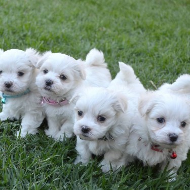 Cachorros Malteses Súper Adorables