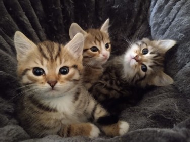Siberain Kittens
