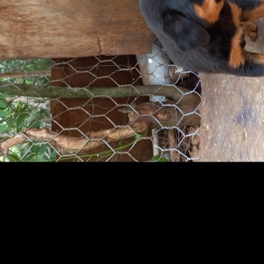 Hybrid Brazilian  Mastiff X Rottweiler (M)