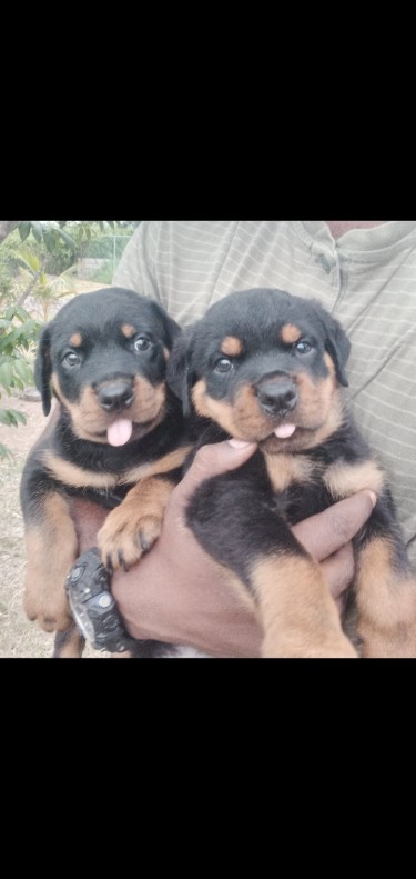 2 Males Rottweiler Puppies 