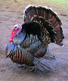 Adult Male Turkey 