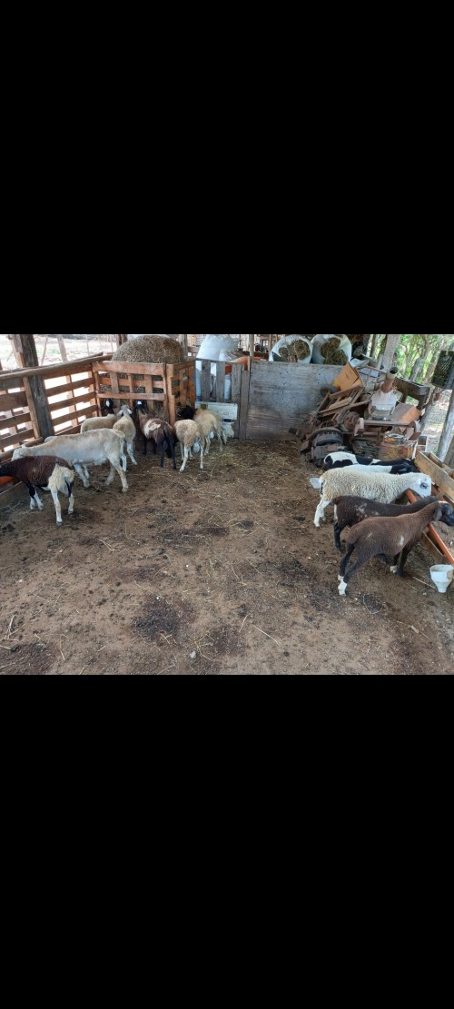 Ram Sheeps