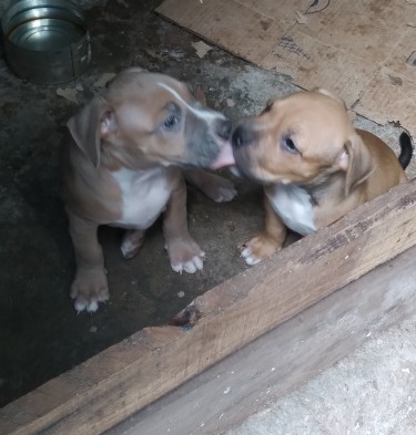Bulldog Pitbull Mix Puppies With First Vaccine 