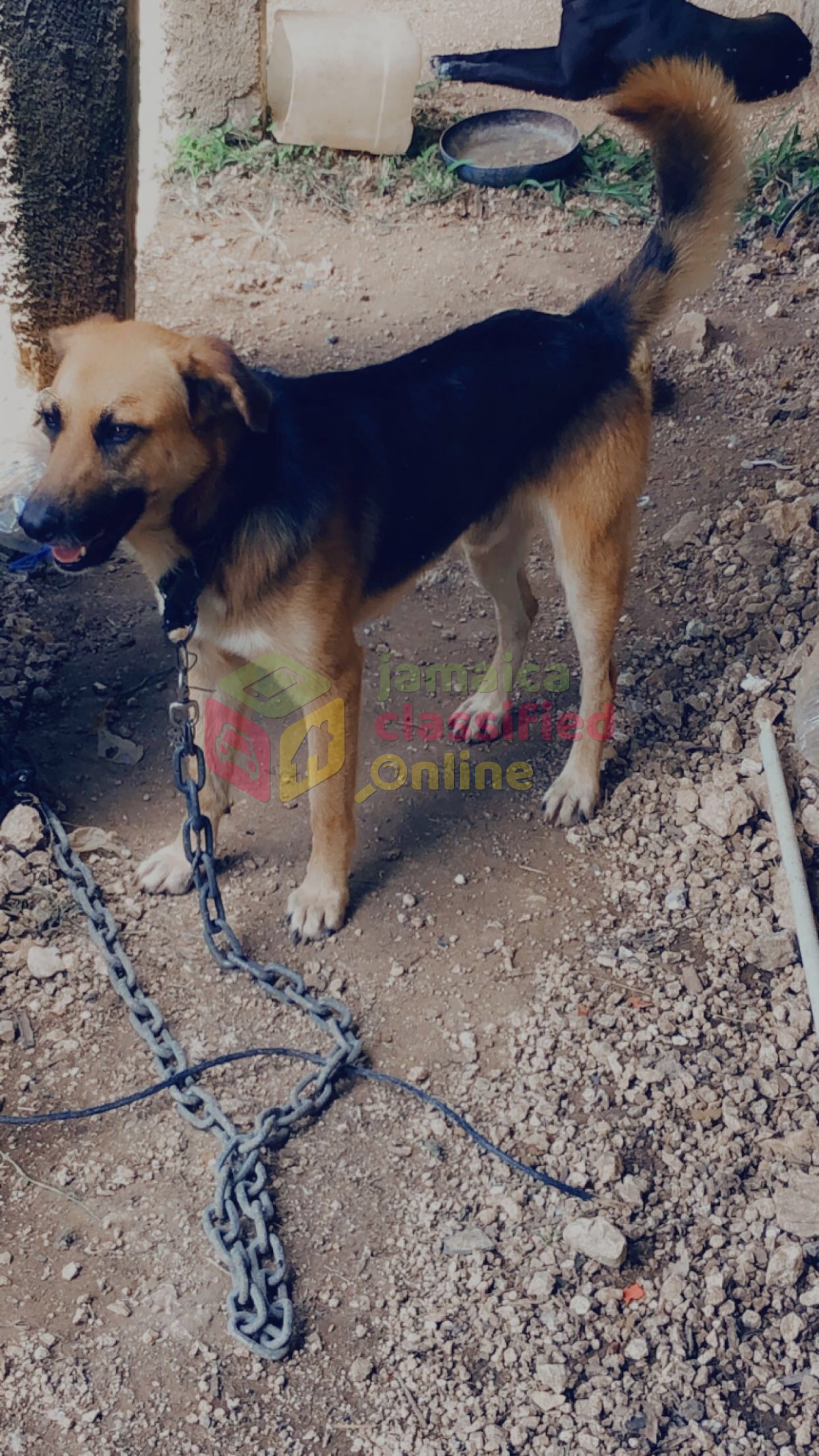 Sherpard Mix With Rottweiler for sale in St Catherine Kingston St ...
