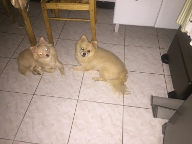 Pomeranian Puppies (Small)