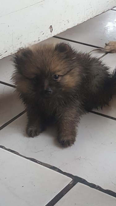 Male Pomeranian Puppies Available 