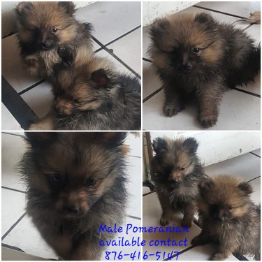 Male Pomeranian Puppies Available 