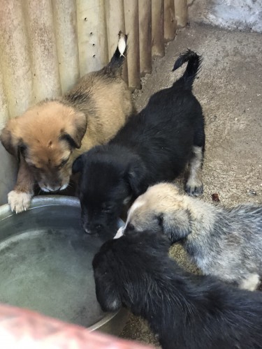 Mixed Breed Puppies 