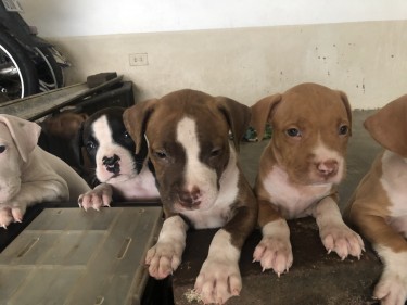 8 6week Old Red Nose Pit Bull Puppies
