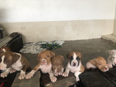 8 6week Old Red Nose Pit Bull Puppies