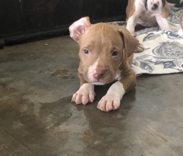 2 6week Old Red Nose Pitbull Puppies