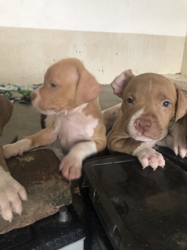 2 6week Old Red Nose Pitbull Puppies