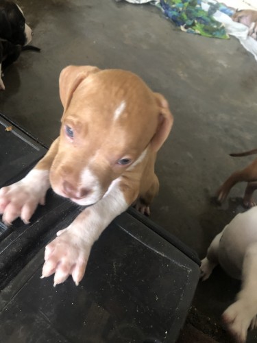 2 6week Old Red Nose Pitbull Male Puppies