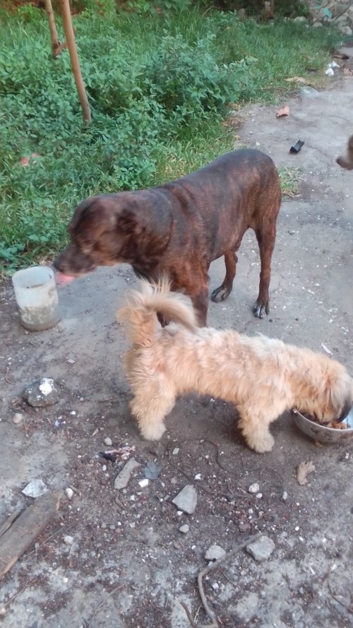 Rotti/Pitti Male And Female Pittbull Watch Dogs