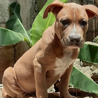 Male American Bully (3months Old)