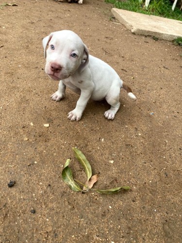 Pit Bull Puppies For Sale
