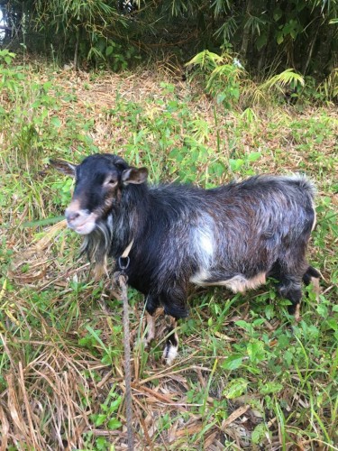 Ram Goat