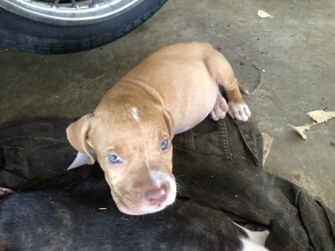 2 7weeks Old Male Red-nose Pit Bull Puppies 