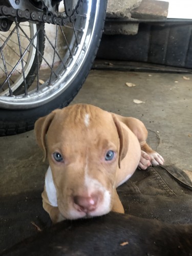 2 7weeks Old Male Red-nose Pit Bull Puppies 