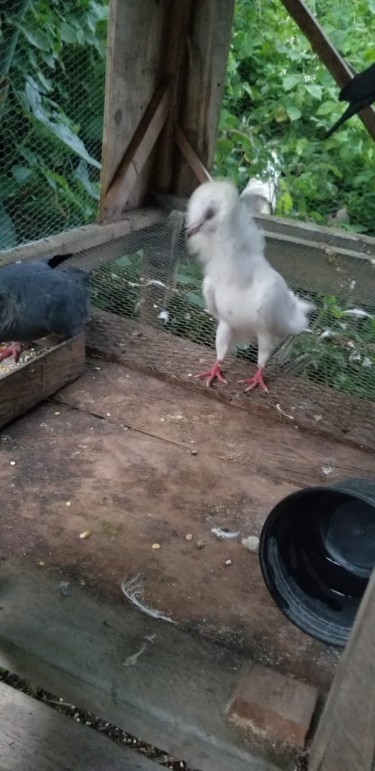White Mixed Doves And Jacobin Pegions 