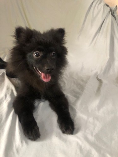 6 Month Old Male Pomeranian
